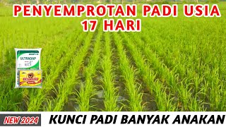 PENYEMPROTAN PADI PERTAMA UNTUK MEMPERBANYAK ANAKAN PADI [upl. by Stanly]