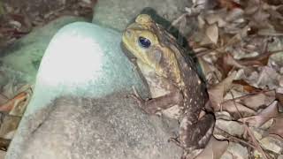 Rhinella marina​  Sapo gigante  Cane toad [upl. by Namurt]