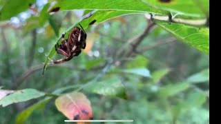 Spider hunter ep 1 Araneus sp angulate orb weaver [upl. by Ardnikal25]