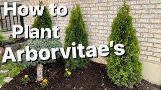 How to Plant Arborvitae Trees [upl. by Weissberg516]