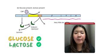 Regulation of the lac operon in bacteria [upl. by Calan656]