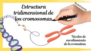 Estructura Tridimensional de los Cromosomas  Niveles de enrollamiento de la cromatina [upl. by Ennaus]