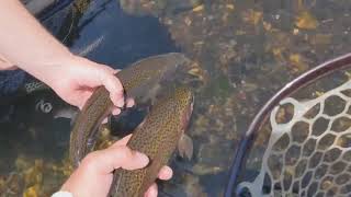 Chris Carlin Bamboo fly rod with a Danielsson Dry Fly reel equals an amazing day with soft hackles [upl. by Kannan]