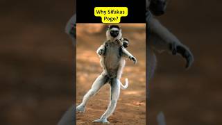 Fun Monkey FactSifaka Lemur Running Sideways shorts monkey [upl. by Valerian566]