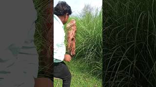 यहाँ काम अच्छे से होगा Sarita bhauji jaunpuriya shorts shortvideo jaunpuriyabhauji youtubeshorts [upl. by Nuahsal]