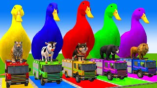 5 Giant Duck CartoonCowElephantTigerLionGorilla Paint Wild Animals Crossing Fountain Animation [upl. by Eeclehc]