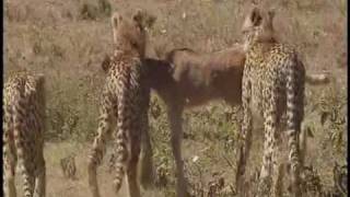 Serengeti National Park Tanzania  Part 2 [upl. by Matteo]