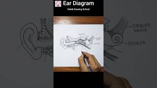 Ear Diagram Easy shorts eardiagram diagram [upl. by Idnor32]