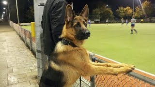 This German Shepherd Dog Is FUNNIER Than You Can Imagine 😂NEW Funny Dog Videos 2024 [upl. by Naerb]