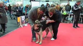 Osteuropäischer Schäferhund Hundeausstellung Hannover 2015 [upl. by Obara]