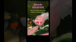 fact about the ORANDA Goldfishshort OrandaGoldfish nature naturelovers [upl. by Augustine]