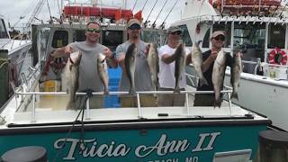 Rockfishing on the Chesapeake Bay with Tricia Anna II Charter Fishing [upl. by Kwapong]