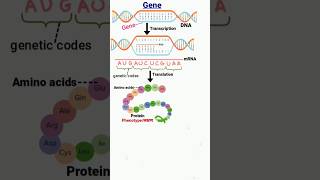 gene  transcription  translation  DNA  genetic codes genetics geneticcode dna aminoacids [upl. by Eenej]