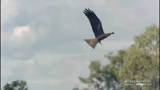 Firehawk Australia fires [upl. by Neelat524]