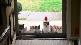 With Each Passing Day More and More Stray Kittens Showed Up On the Doorstep [upl. by Sanford]