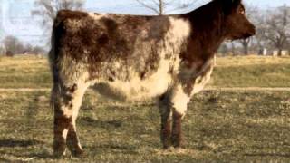 Leveldale Farms  Shorthorn heifer [upl. by Alimaj]