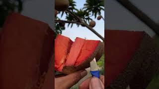 Mamey Sapote sawo [upl. by Lacombe]