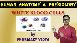 HUMAN ANATOMY amp PHYSIOLOGY  WHITE BLOOD CELLS  LEUKOCYTES  TYPES amp FUNCTIONS  WITH STAINING [upl. by Gavrilla]