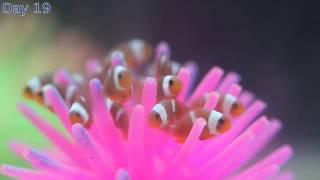 Our first clownfish babies [upl. by Weisbart]