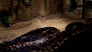 WORLDS LARGEST SNAKE BURMESE PYTHON BIGGER THAN BABY [upl. by Olegnaleahcim]