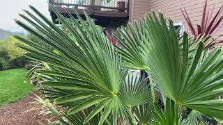 Trachycarpus wagnerianus slow growers Myth vs reality [upl. by Adnaloj]