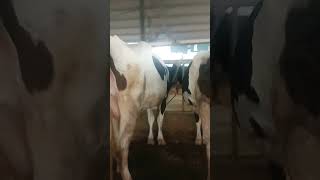 Holstein Freesian cows udders viralshorts cow farming dairy [upl. by Hnao415]