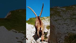 Ibex from behind looks spectacular animals cute [upl. by Akimit]