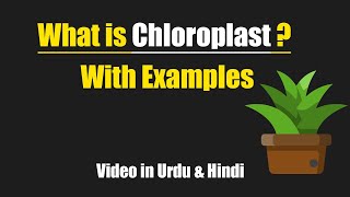 What is chloroplast Urdu  Hindi [upl. by Allenrac]