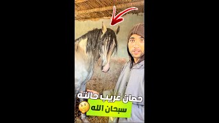 🚨الـجميع يقول مشاء الله حـصان حـالته غـريبة 🤔 صاحبه بعمر 70 يعتني به هو وزوجـته ✅ [upl. by Bijan]