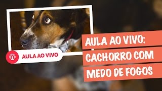 Cachorro Com Medo de Fogos  Dicas Fundamentais Para Seu Cão Ficar Mais Tranquilo [upl. by Jaclin335]