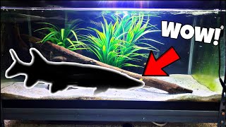 Predatory Native Fish Added To Home Aquarium [upl. by Bernice740]