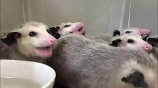 Opossums eating bananas [upl. by Annalee]