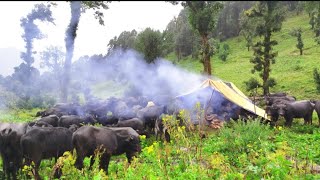 The most peaceful and comfortable Nepali hill village life Shepherds life Rainy day  real life [upl. by Borchers]