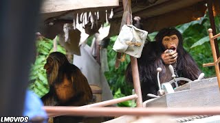 Jungle Cruise Night Magic Kingdom Walt Disney World HD 1080p [upl. by Udenihc]