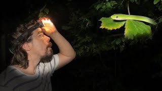 Finding Rough Green Snakes in Trees at Night [upl. by Malchus]