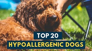 Hypoallergenic Dogs 20 Family Dogs That Don’t Shed [upl. by Papke]