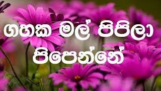 Gahaka Mal Pipila karaoke without voice  ගහක මල් පිපිලා පිපෙන්නේ [upl. by Neelia]