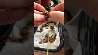 Coreopsis Seeds flowers coreopsis howto [upl. by Dleifniw]