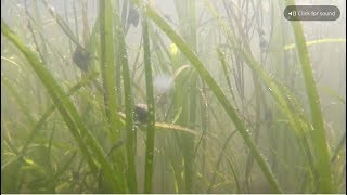 Condition Indicator Eelgrass [upl. by Raymund]