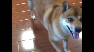 Dancing Shiba Inu Dog [upl. by Adnorrahs]