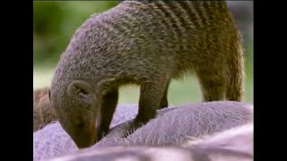 A Free Lunch for Banded Mongooses  Bands on the Run  BBC Earth [upl. by Mcclelland]