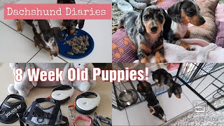 8 Week Old Dachshund Puppies  A Day In The Life Of Looking After Two Dapple Dachshund Puppies [upl. by Ative]