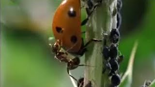 Crazy Ant Farmers  Weird Nature  BBC Studios [upl. by Odlareg854]