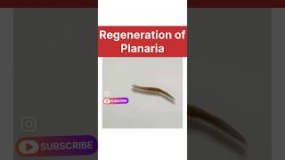 regeneration of planaria real life  how do organisms reproduce class 10 biology learn class10 [upl. by Beekman83]