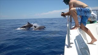 In search of Dinner Dolphin Fishing [upl. by Warford]