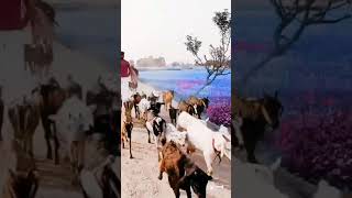 BA karke 🦌bakri charavata 🙏 Saroj Kumar Yadav ❤️ [upl. by Dustman]