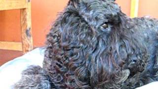 Bouvier des FlandresMs Jacqui  2 [upl. by Anahahs999]