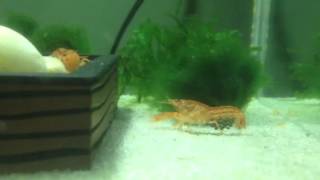 Orange Dwarf crayfish Cambarellus genus pair  eggs [upl. by Ehcrop290]