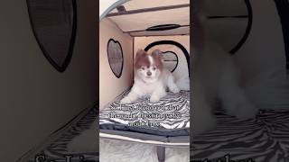 How to get your dog to relax 🧘 PETIQUEPets Bedside Lounge Pet Bed dogbed cute dog dogs pets [upl. by Retsehc]