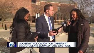 Goose attack caught on camera at EMU students warned to be cautious [upl. by Anahsed]